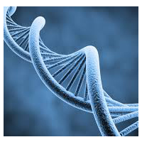 y chromosome